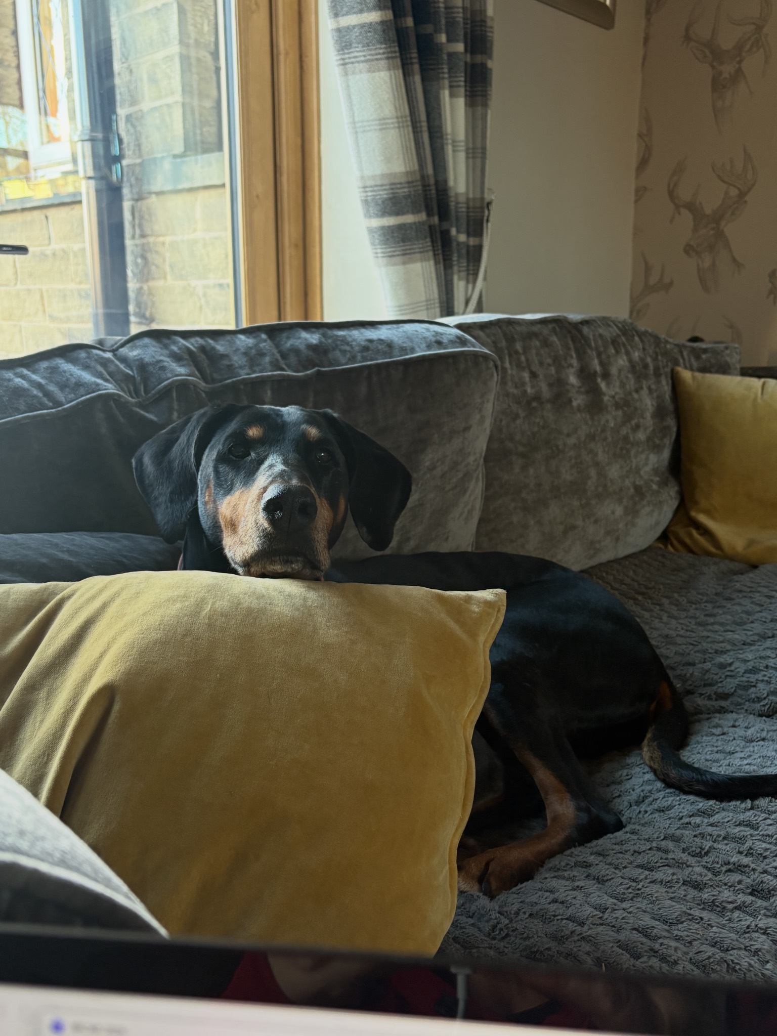 Dog relaxing on a sofa