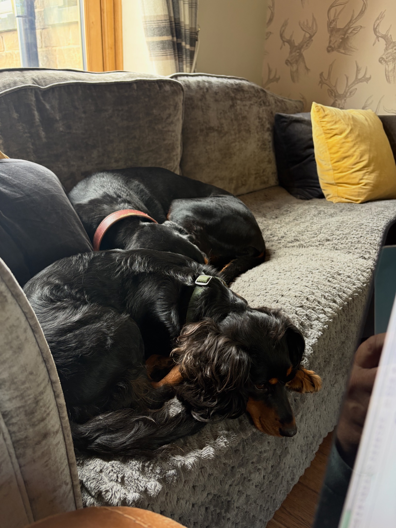 Two dogs relaxing together on a sofa